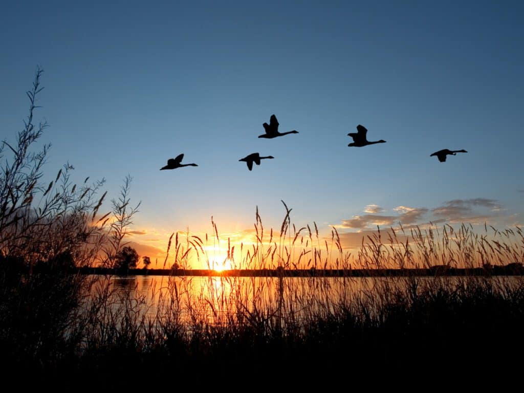 BushLife - Flying Geese