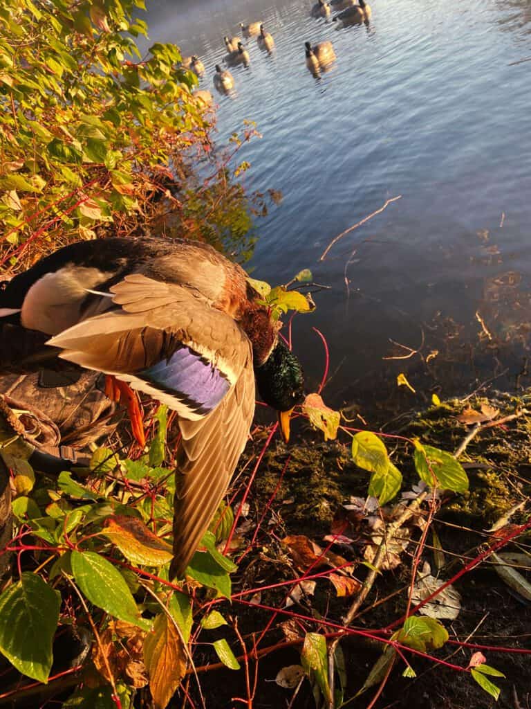 A Guided Duck Hunt: A harvested mallard duck on the riverbank