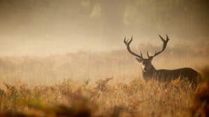 Debunking Hunting Myths with Simple Facts and Real Info 14 BushLife - Removing Hunting Myths