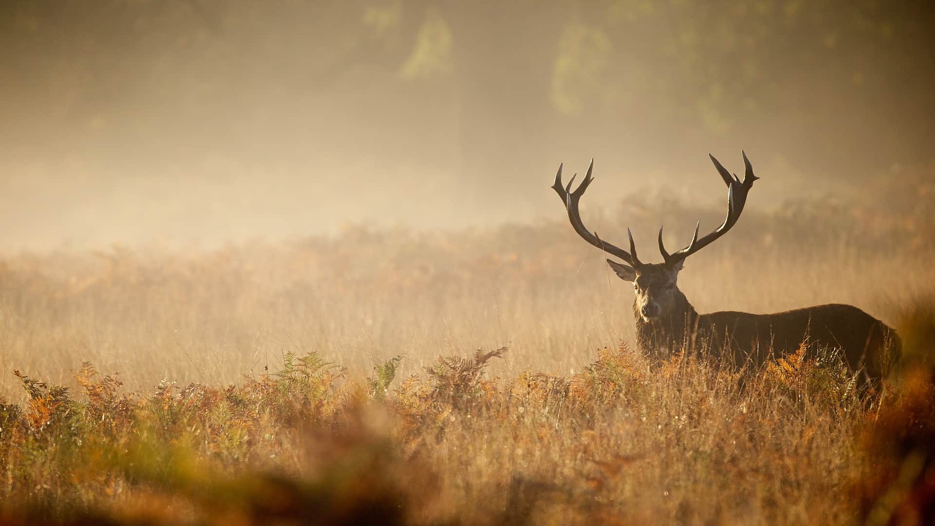 BushLife - Removing Hunting Myths