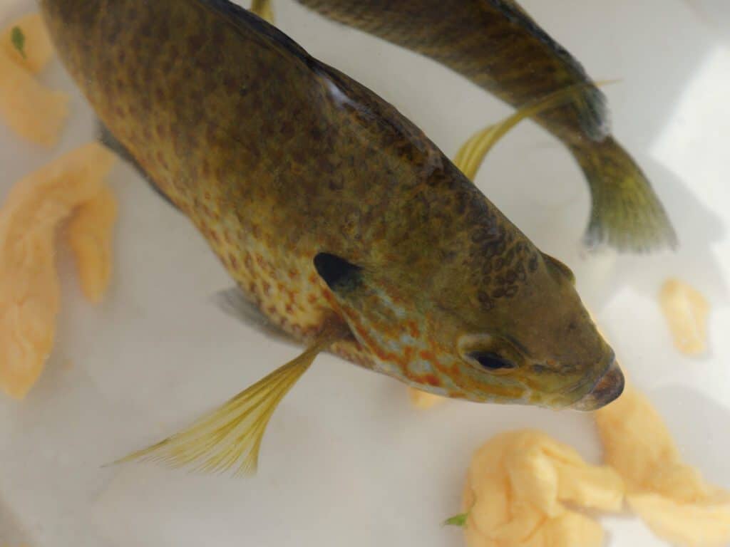 Catch and Release Sunfish Using Cheddar Cheese