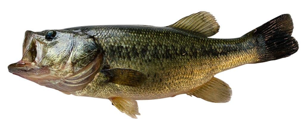 Fishing - Large Mouth Bass