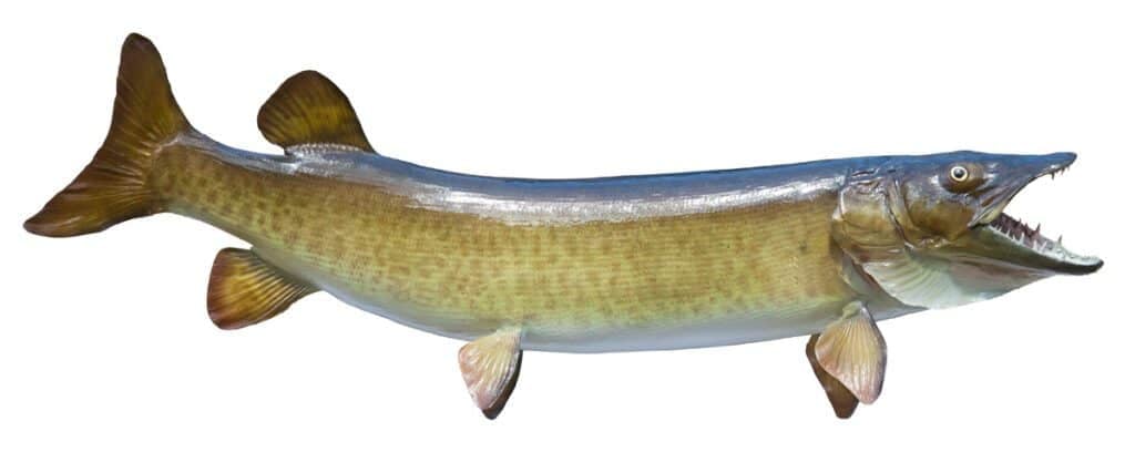 Spotted muskellunge or muskie fish