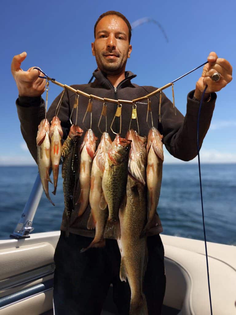 Many perch fish hanging caught by angler on Fish Stringer against