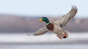 Duck Hunting Accessories & Waterfowl Gear Guide: Shotguns, Calls, Decoys & More 25 Waterfowl Hunting Gear