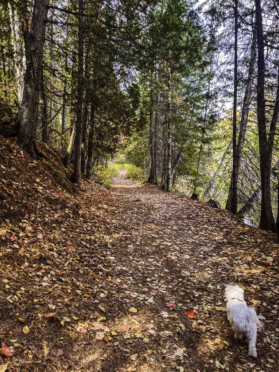 hiking the west side of the York river at Egan Chutes Provincial Park