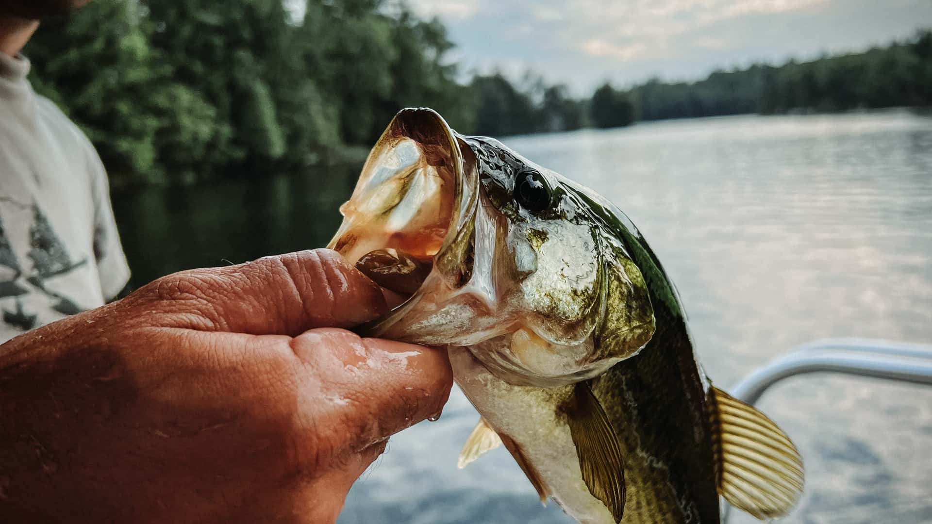 Largemouth Bass Fishing in Ontario: A Beginner's Guide to Catching