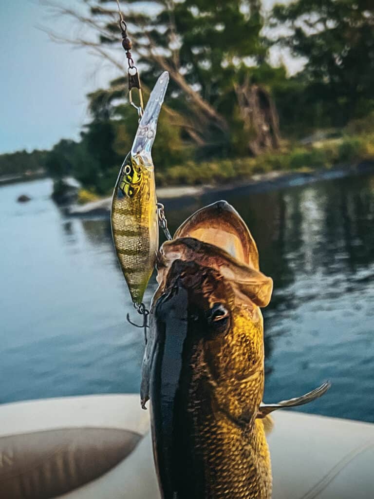 Large Mouth Bass Caught with a MegaBass 200 Crankbait Bass Fishing Lure