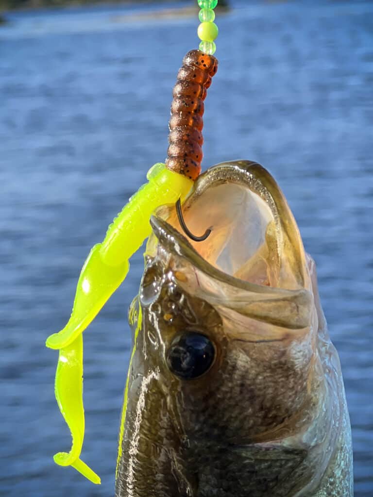 Large Mouth Bass Caught with a Homemade Rubber Worm Bass Fishing Lure