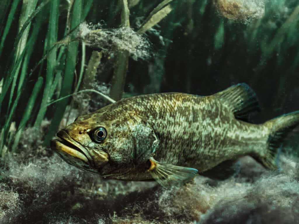 BushLife - Underwater Bass