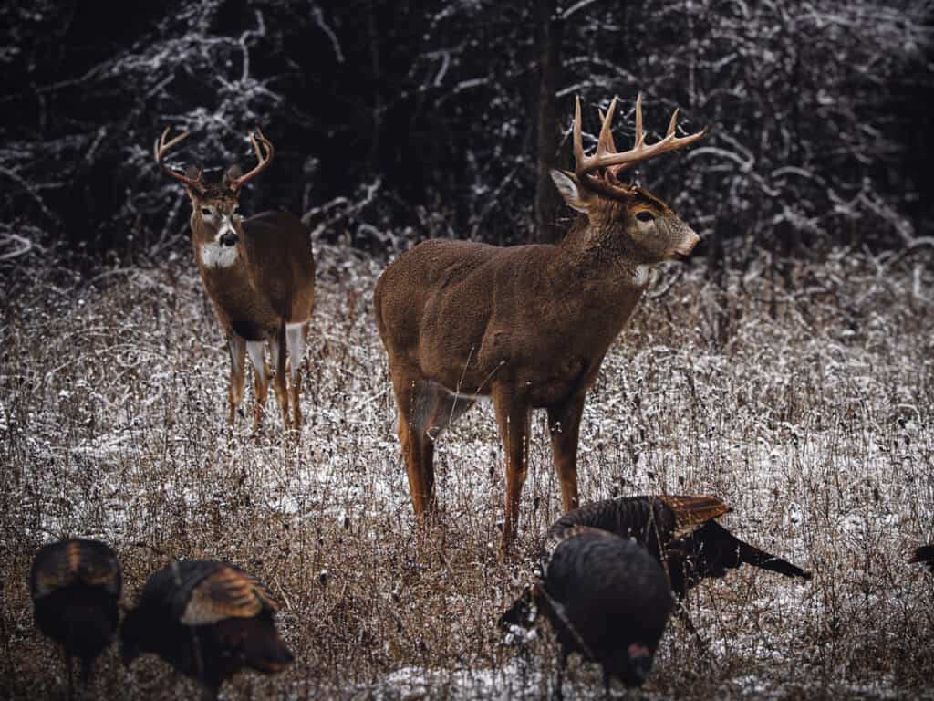 Wild Turkeys and Deer