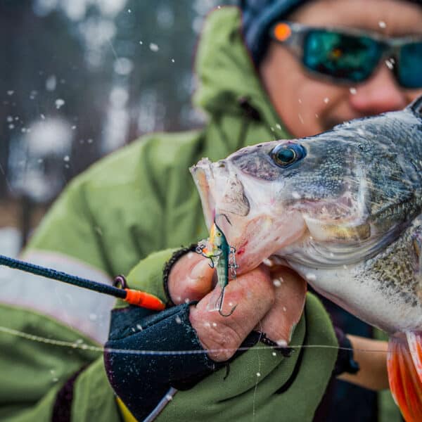 Angler caught a trophy-sized perch while ice fishing