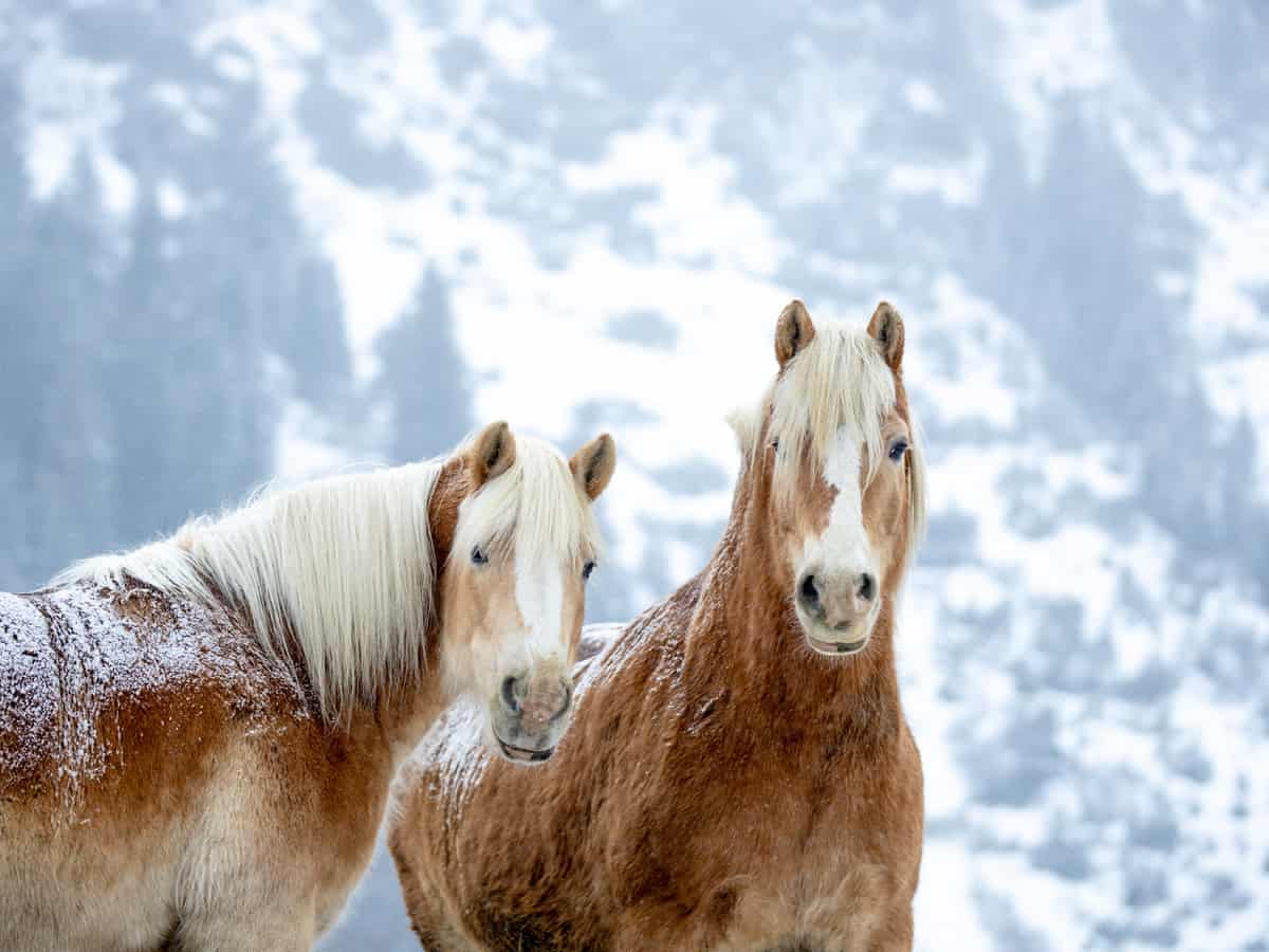 Outdoor Date Idea - Horseback Riding: 2 beautiful wild horses in the mountains in the snow