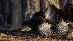 Male (tom) wild turkey with its tail feathers fanned out in early spring