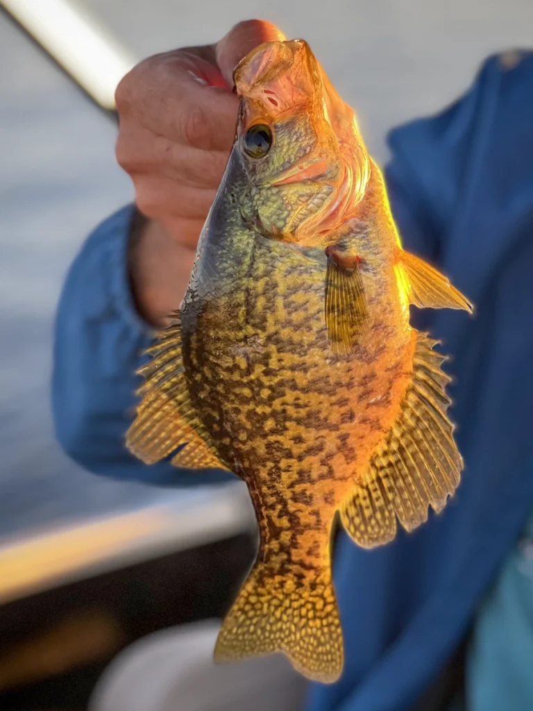 Crappie Fishing at Sunset