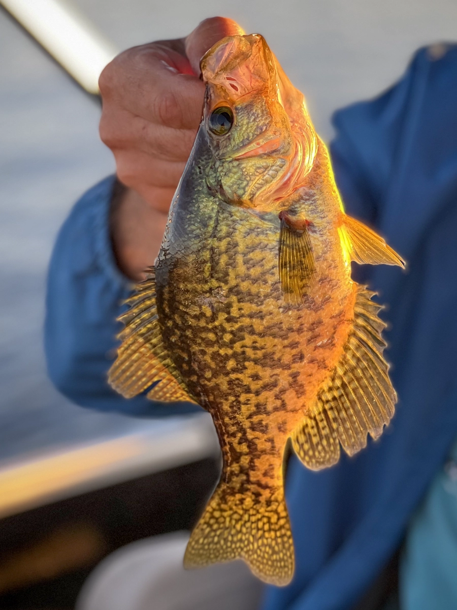 angler holds up a crappie at sunset as the best time to fish for crappie