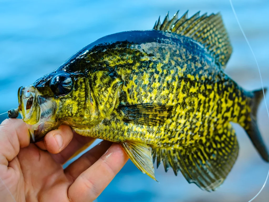 Crappie Fishing with a Jig
