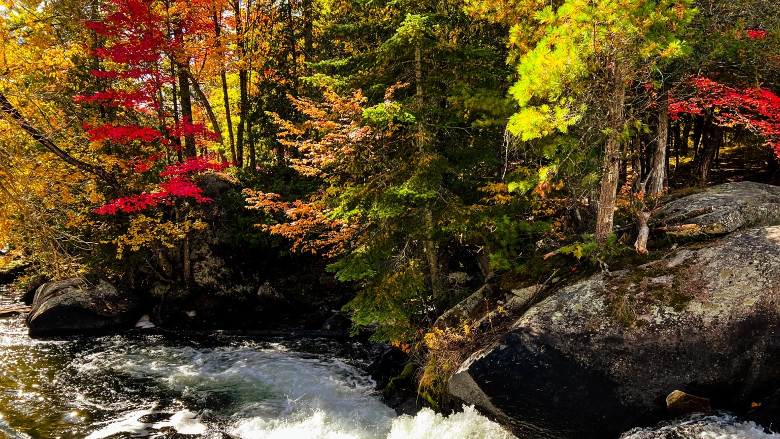 Colour changing trees by a waterfall in central Ontario