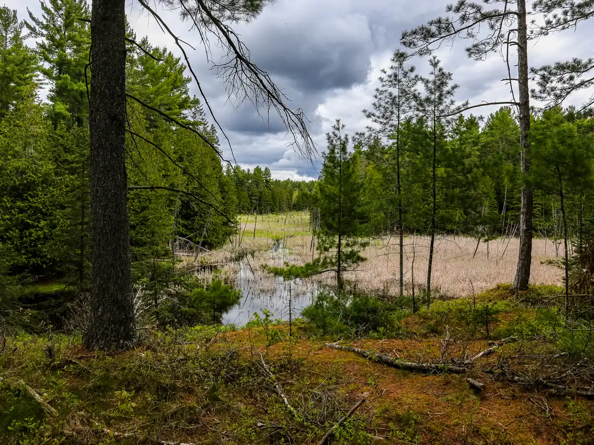 Petroglyphs Provincial Park: A Visitor's Guide to Ontario's Sacred Carvings 15 overlooking wetlands on the marsh trail in Petroglyphs Provincial Park