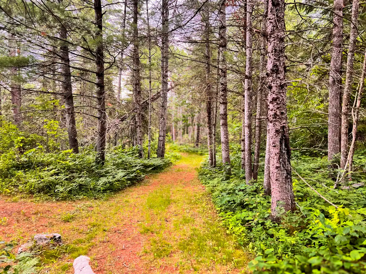 Petroglyphs Provincial Park: A Visitor's Guide to Ontario's Sacred Carvings 4 east forested trail leading to mcginnis lake at the Petroglyphs Provincial Park