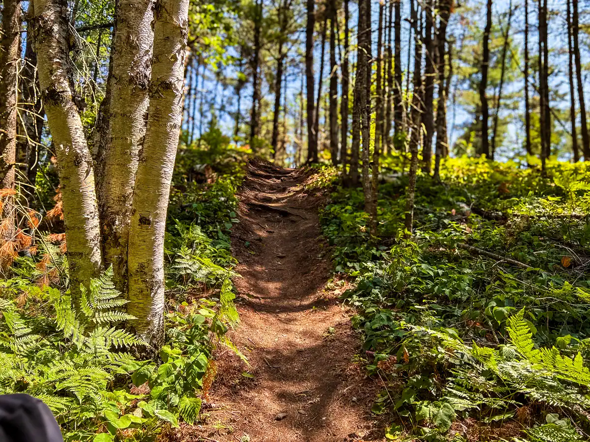 Petroglyphs Provincial Park: A Visitor's Guide to Ontario's Sacred Carvings 13 nanabush hiking trail trough the woods at Petroglyphs Provincial Park