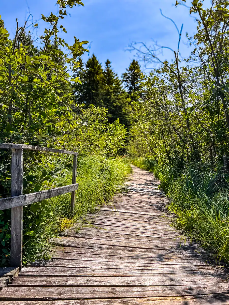 Petroglyphs Provincial Park: A Visitor's Guide to Ontario's Sacred Carvings 12 boardwalk on the nanabush trail at Petroglyphs Provincial Park