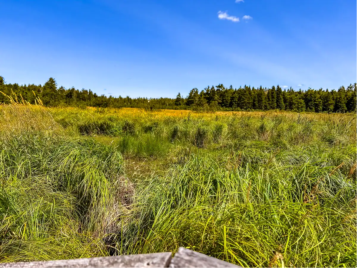 Petroglyphs Provincial Park: A Visitor's Guide to Ontario's Sacred Carvings 14 lookout point of marsh lands from nanabush trail Petroglyphs Provincial Park