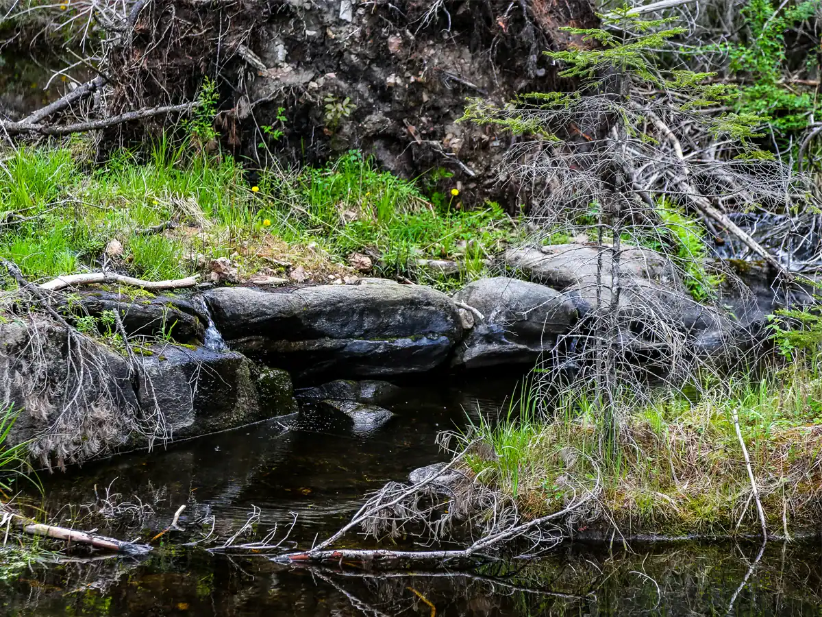 Petroglyphs Provincial Park: A Visitor's Guide to Ontario's Sacred Carvings 11 close-up of a stream on the west day use trail at Petroglyphs Provincial Park